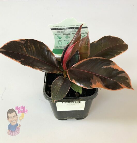 Ficus 'Ruby' Rubber Fig 4" Pot