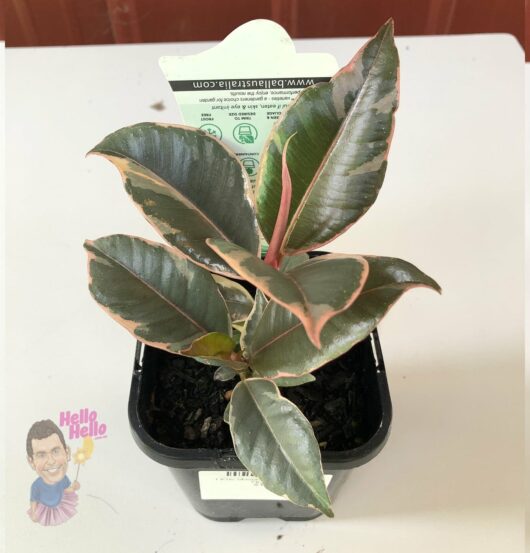 Ficus 'Tineke' Rubber Fig 4" Pot