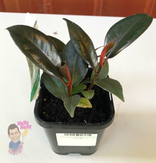 Ficus 'Burgundy' Rubber Fig 4" Pot