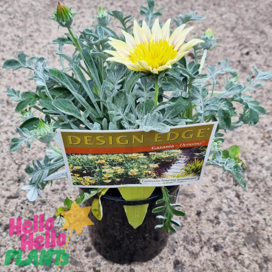 Gazania 'Dynamo™' 6" Pot