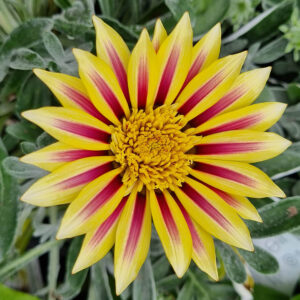 Hello Hello Plants Gazania ‘Dynamo™’ flower closeup