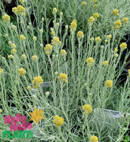 Helichrysum 'Curry Plant' 6" Pot