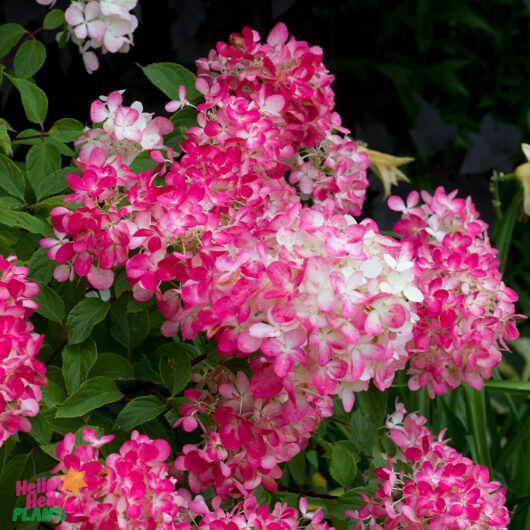 Hello Hello Plants Hydrangea Paniculata Diamond Rouge Flower closeup