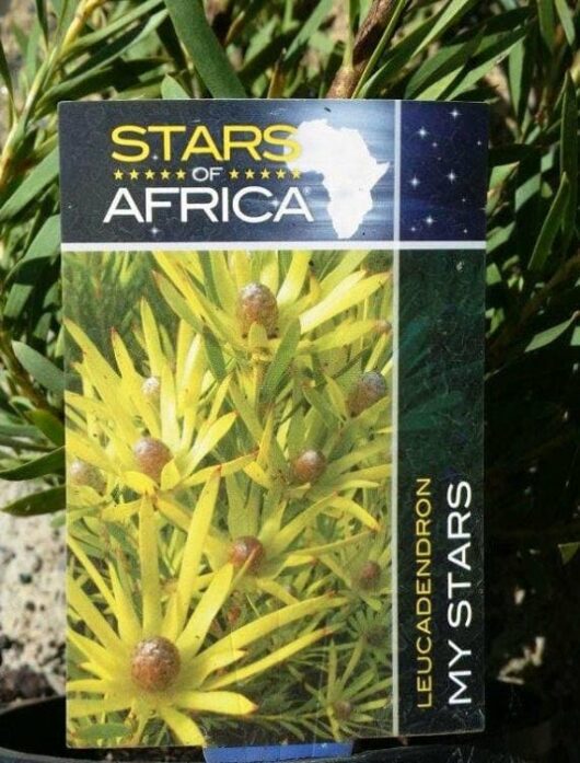 Leucadendron 'My Stars' 10" Pot