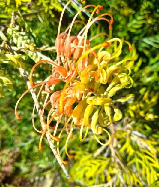Grevillea 'Loopy Lou'