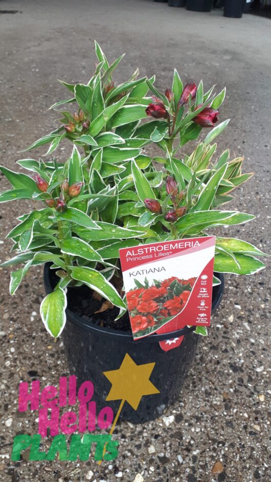 Alstroemeria 'Katiana' Princess Variety