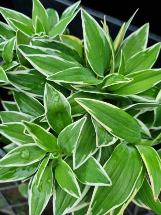 Alstroemeria 'Katiana' Princess Variety