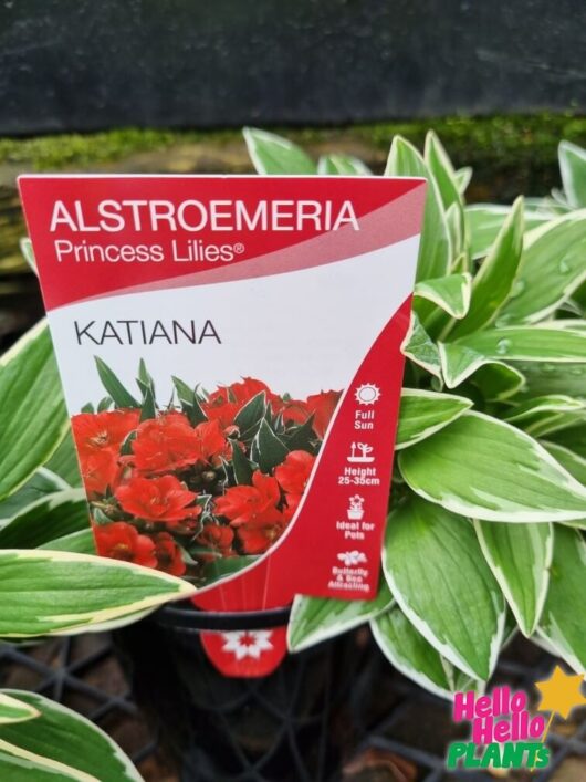 Alstroemeria 'Katiana' Princess Variety
