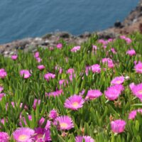 Carpobrotus 'Hot Pink' Pig Face features bright pink ice plant flowers and fleshy green leaves, thriving along rocky coastlines above blue ocean water.