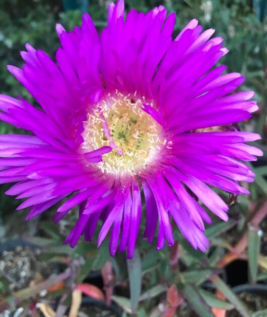 Carpobrotus 'Hot Pink' Pig Face 3" Pot