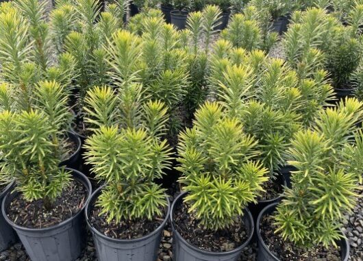 Cephalotaxus 'Japanese Plum Yew' 8" Pot