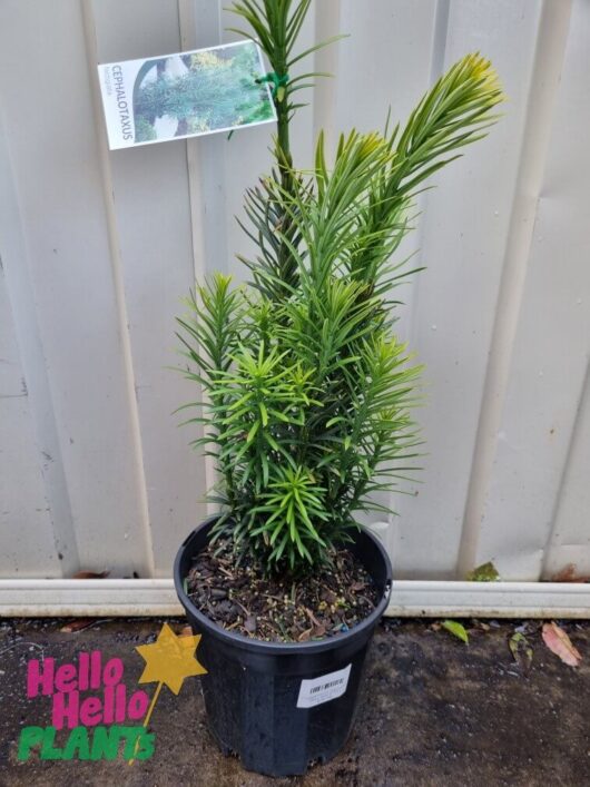 Cephalotaxus 'Japanese Plum Yew' 8" Pot