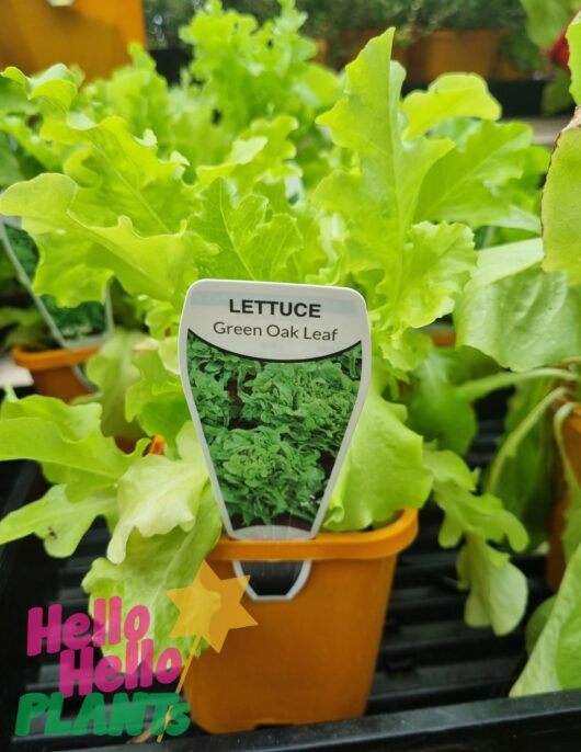 Lettuce 'Oakleaf' 4" Pot