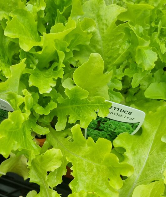 Lettuce 'Oakleaf' 4" Pot