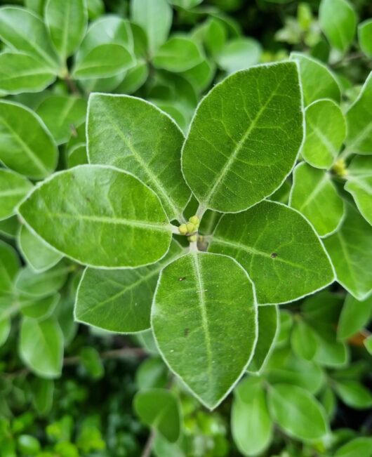Pittosporum 'Stephen's Island'