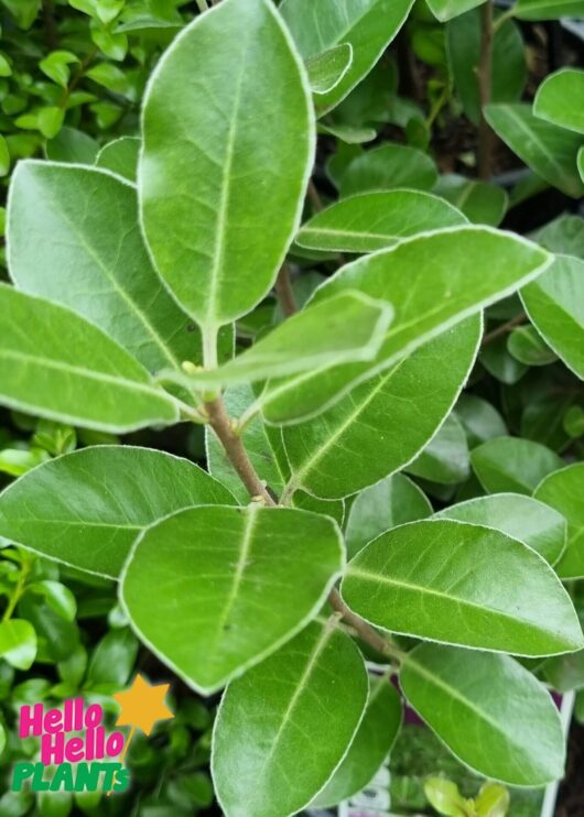 Pittosporum 'Stephen's Island'