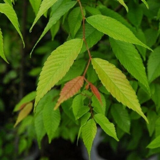Zelkova 'Japanese Elm Tree'