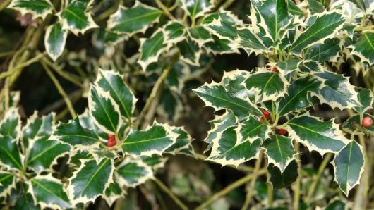 Ilex aquifolium Ferox Argentea Hedgehog Holly 'English Holly' Silver hedgehig holly green and yellow variegated leaves with red berries