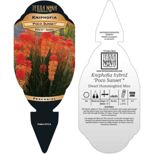 Kniphofia 'Poco™ Sunset' 6" Pot