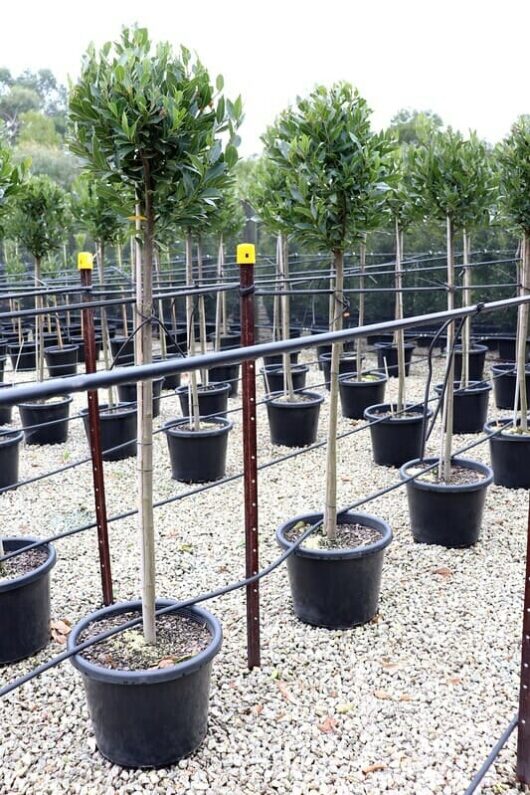 Laurus 'Miles Choice' Bay Tree (Standard 1.8m) 16'' Pot