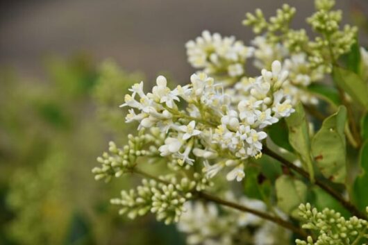 Ligustrum 'Japanese Privet' 6" Pot