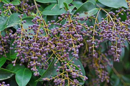 Ligustrum 'Japanese Privet' 6" Pot