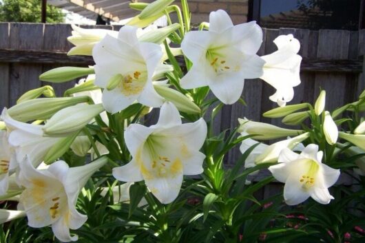 Lilium 'November Lily' 8'' Pot