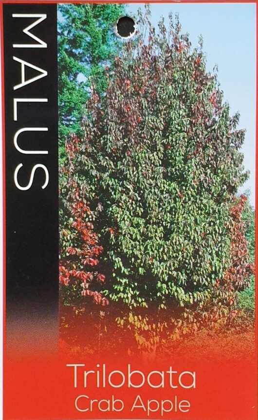 Malus trilobata 'Lebanese' Crab Apple