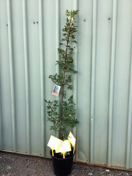 Malus trilobata 'Lebanese' Crab Apple 13" Pot
