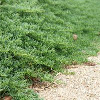 Dense green Myoporum 'Broad Leaf' 6" Pot (Bulk Buy 12) shrubbery beside a gravel path.