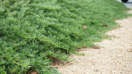 Dense green Myoporum 'Broad Leaf' 6" Pot (Bulk Buy 12) shrubbery beside a gravel path.