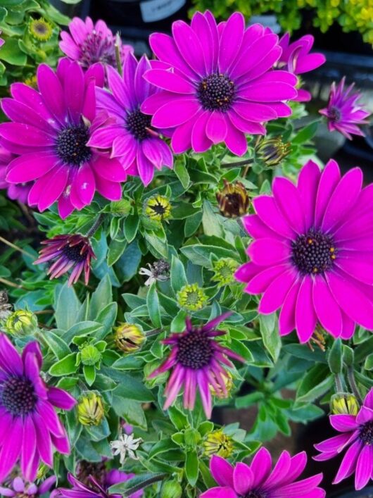 Osteospermum ‘Serenity™ Dark Purple’ African Daisy 6" Pot
