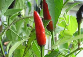 A vibrant Capsicum 'Punjab' Chilli Pepper thrives in a 4" pot, nestled among lush leaves, its fiery red hue adding bold spice to any garden.