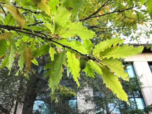 Quercus 'Chestnut Leaved Oak' 8" Pot