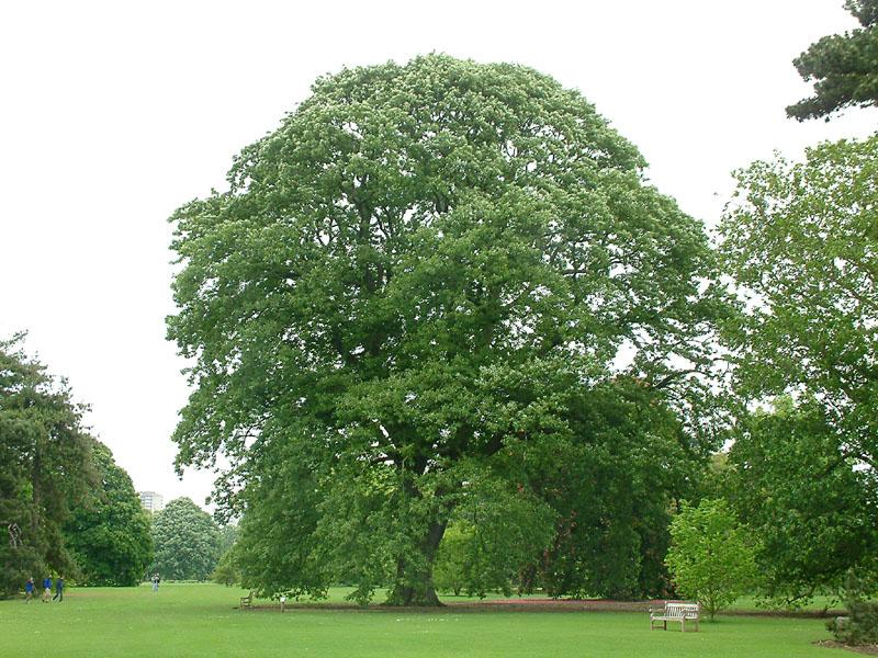 Large Trees (10m+)