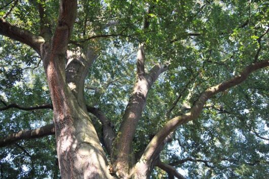Quercus 'Chestnut Leaved Oak' 8" Pot