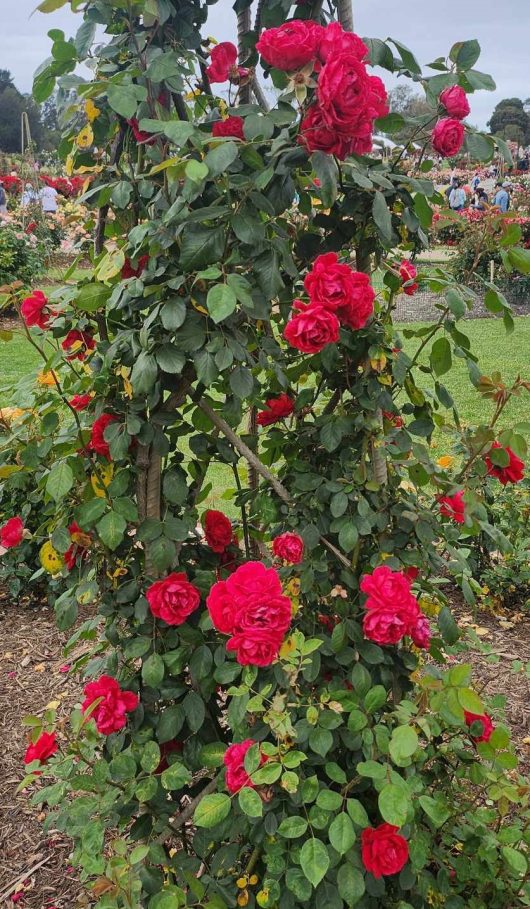 climbing rose bright red paul's scarlet