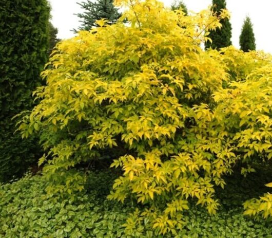 Sambucus 'Golden Elderberry'