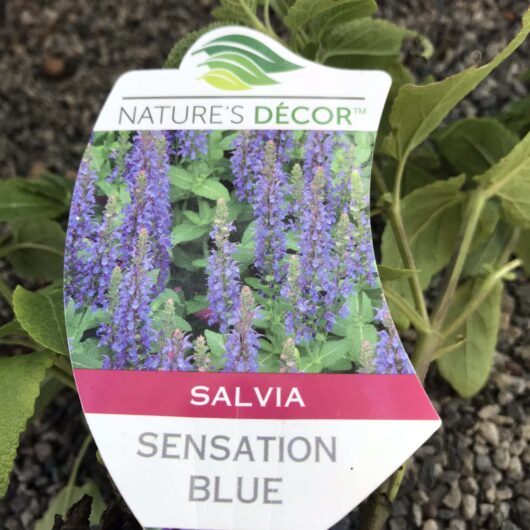 Salvia 'Sensation Blue' 6" Pot