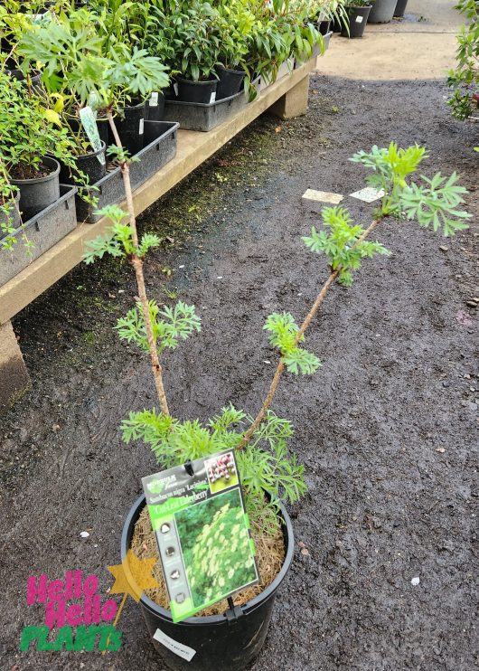 Sambucus laciniata nigra Cut Leaf Elderberry 8inch Pot shrub