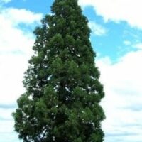 Sequoiadendron 'Giant Sequoia Tree' 8" Pot