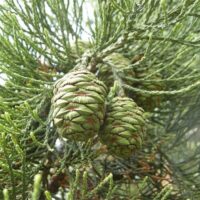 Sequoiadendron 'Giant Sequoia Tree' 8" Pot