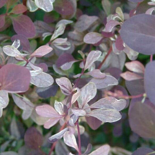Berberis 'Silver Miles' Japanese Barberry 8" Pot