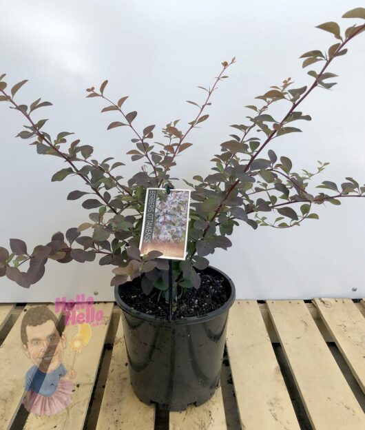 Berberis 'Silver Miles' Japanese Barberry 8" Pot