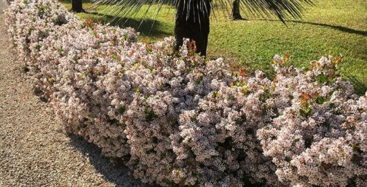 Rhaphiolepis 'Spring Pearl' Indian Hawthorn