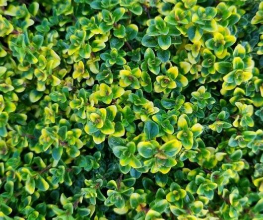 Thymus 'Doone Valley Pink' Thyme