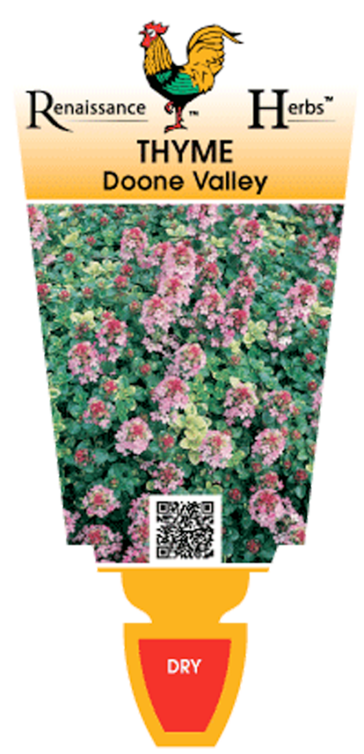Thymus 'Doone Valley Pink' Thyme