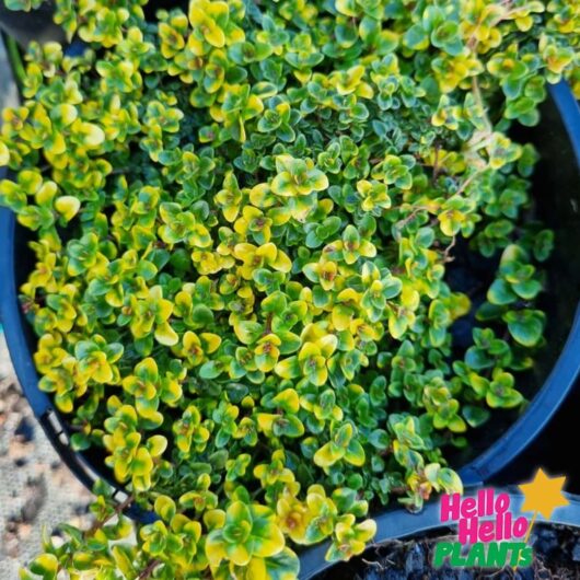 Thymus 'Doone Valley Pink' Thyme