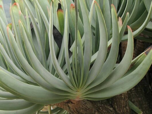 Aloe 'Fan Aloe'