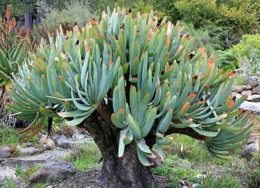 Aloe 'Fan Aloe'